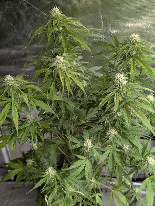 Sweet Mango Auto x4. Week 8