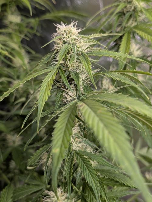Sweet Mango Auto x4. Week 8