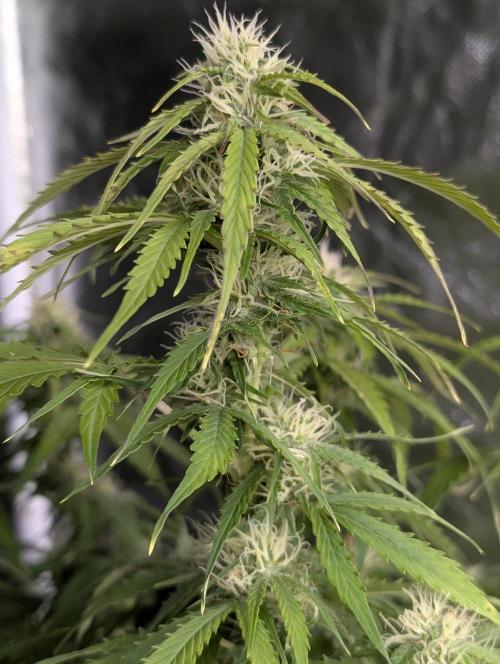 Sweet Mango Auto x4. Week 8