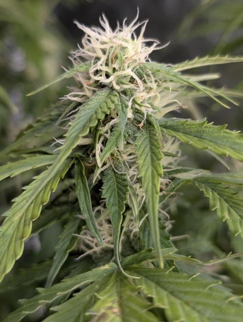 Sweet Mango Auto x4. Week 8