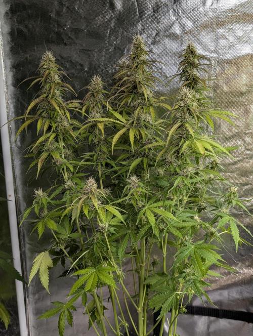 Sweet Mango x3. Week 8 - 1
