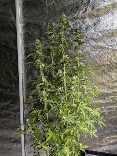 Sweet Mango x3. Week 8