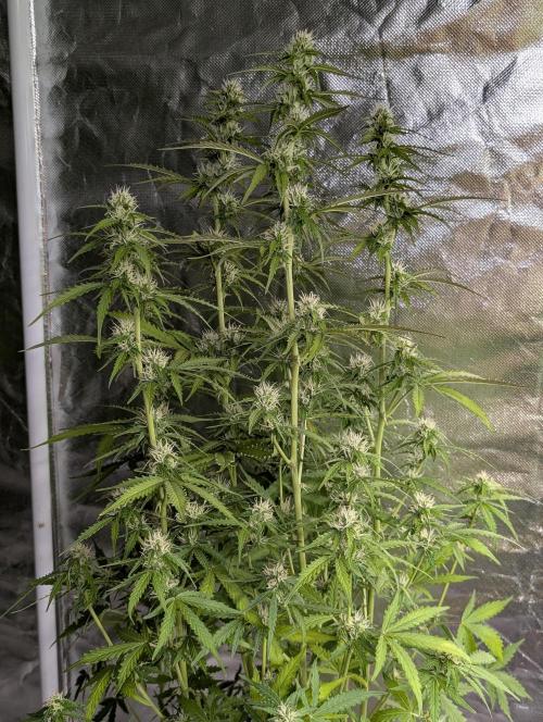 Sweet Mango x3. Week 8