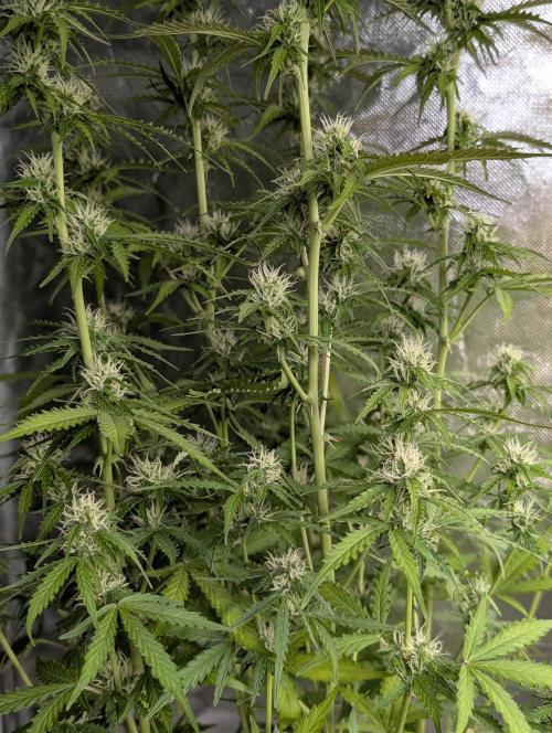 Sweet Mango x3. Week 8
