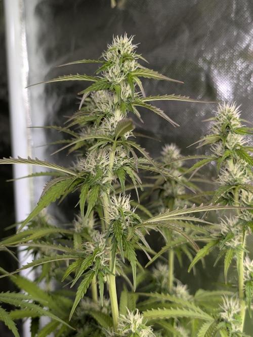 Sweet Mango x3. Week 8