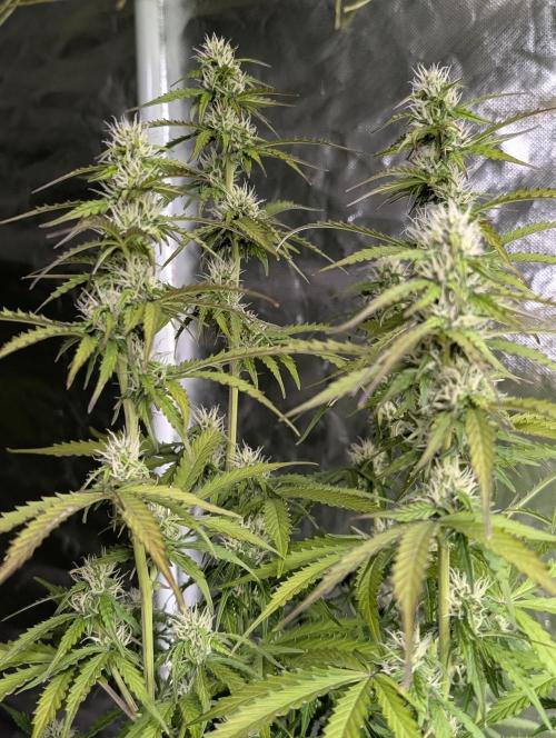 Sweet Mango x3. Week 8