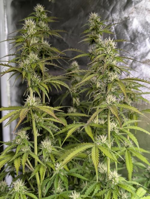 Sweet Mango x3. Week 8