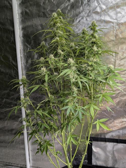 Sweet Mango x3. Week 8 - 2