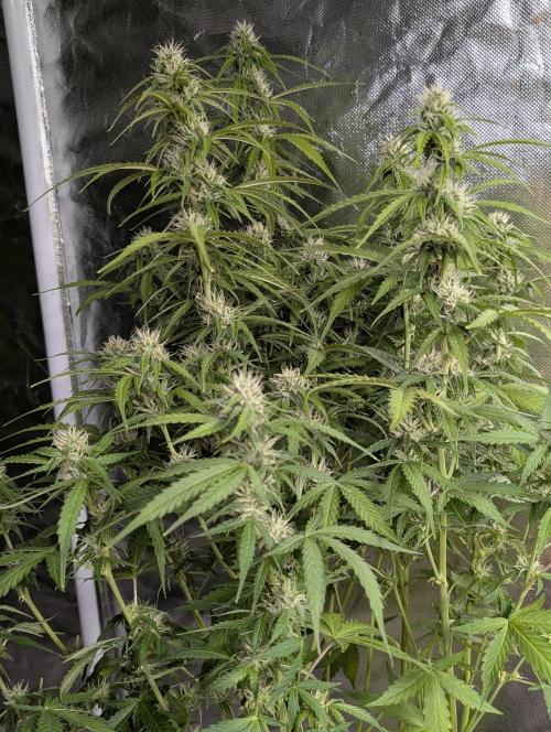 Sweet Mango x3. Week 8