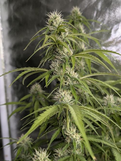 Sweet Mango x3. Week 8