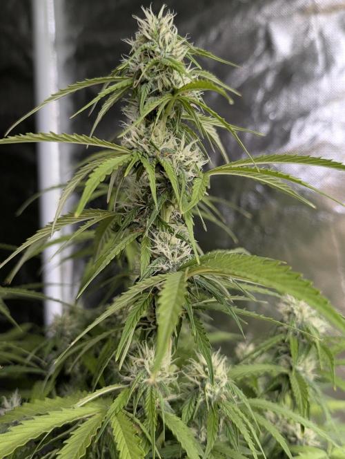 Sweet Mango x3. Week 8