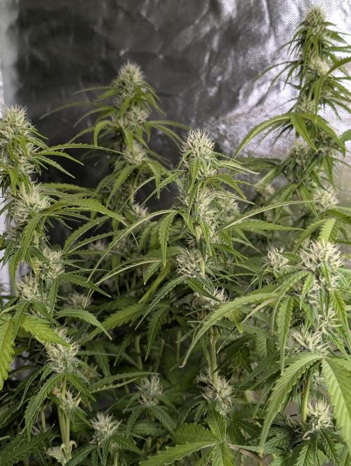 Sweet Mango x3. Week 8