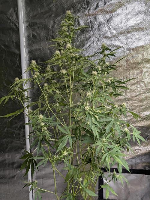 Sweet Mango x3. Week 8 - 3