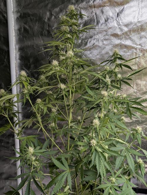 Sweet Mango x3. Week 8