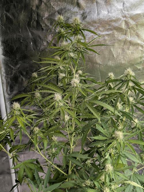 Sweet Mango x3. Week 8