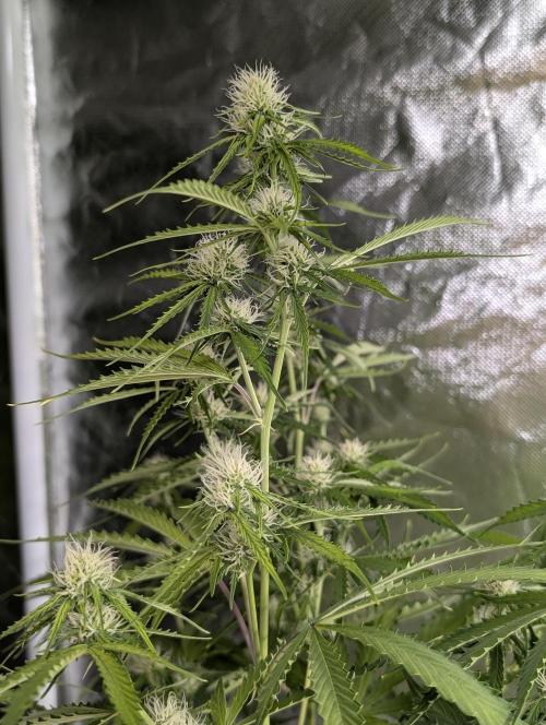 Sweet Mango x3. Week 8