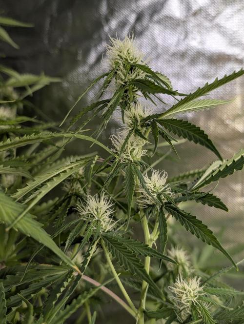 Sweet Mango x3. Week 8