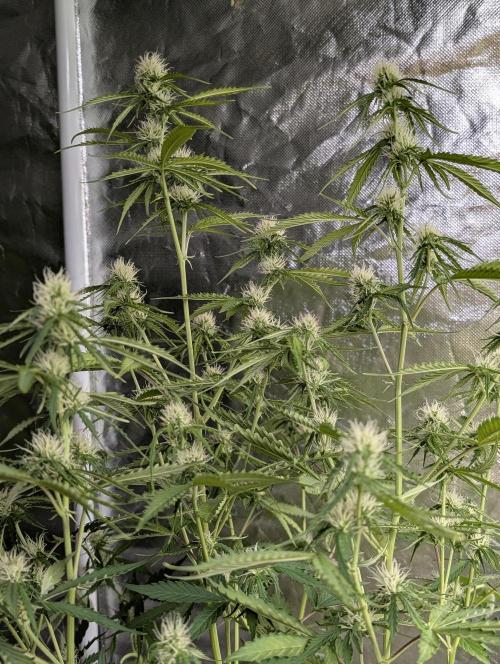 Sweet Mango Auto. Week 8