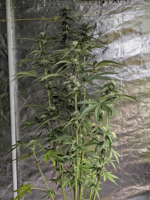 Purple Lemon Tree XLL x4. Week 8 - 1