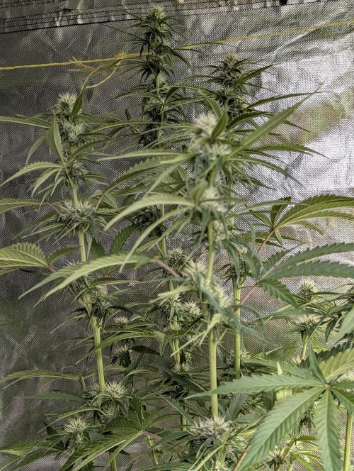 Purple Lemon Tree XLL x4. Week 8