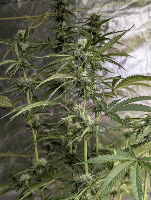 Purple Lemon Tree XLL x4. Week 8