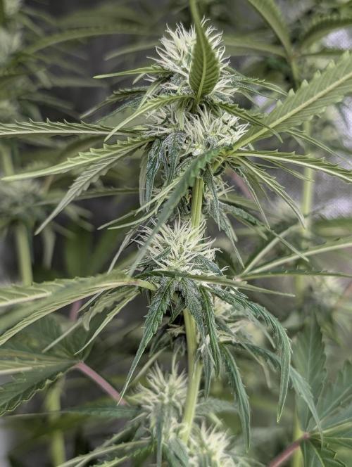 Purple Lemon Tree XLL x4. Week 8