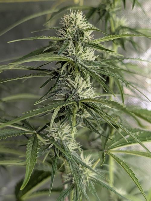 Purple Lemon Tree XLL x4. Week 8