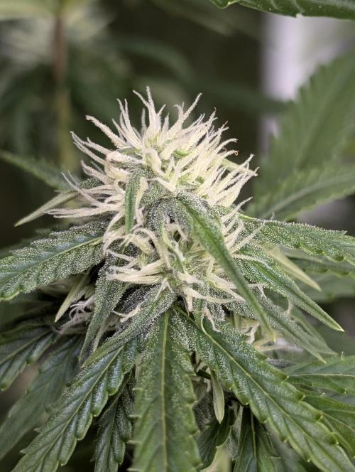 Purple Lemon Tree XLL x4. Week 8
