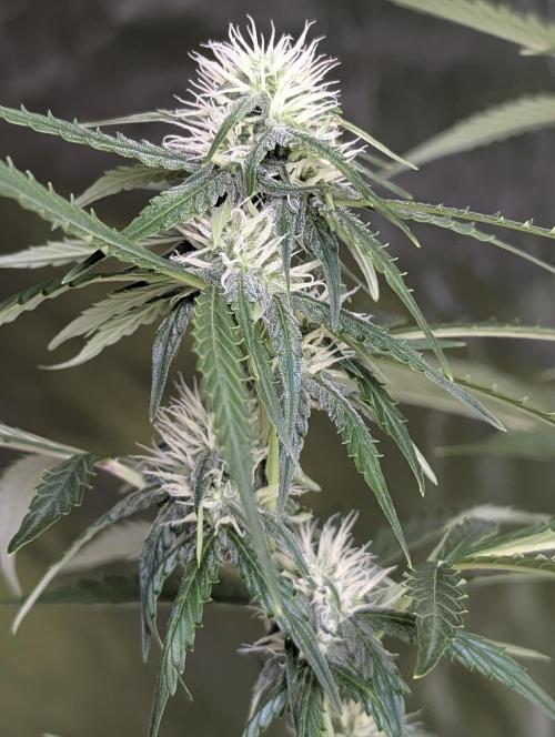 Purple Lemon Tree XLL x4. Week 8