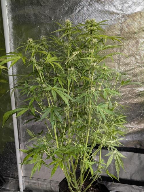 Purple Lemon Tree XLL x4. Week 8 - 2
