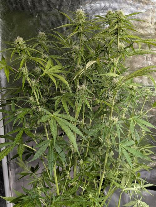 Purple Lemon Tree XLL x4. Week 8