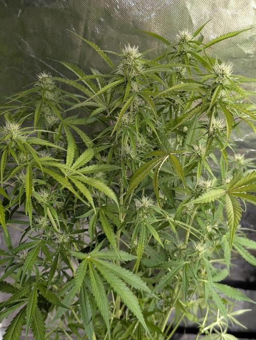 Purple Lemon Tree XLL x4. Week 8