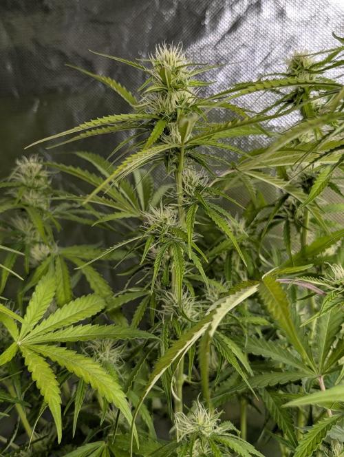 Purple Lemon Tree XLL x4. Week 8