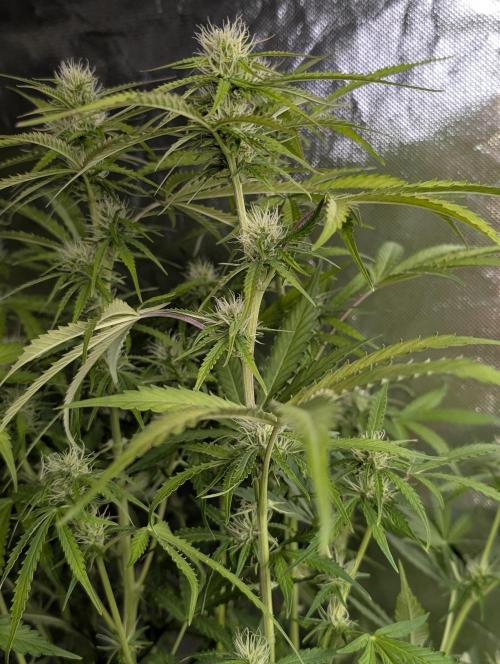 Purple Lemon Tree XLL x4. Week 8