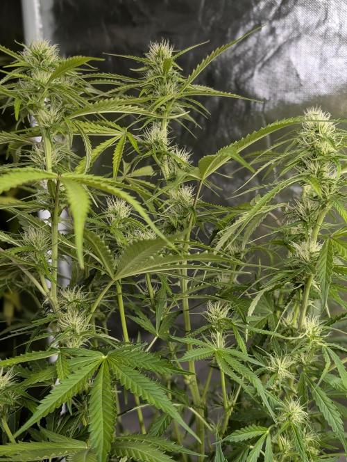 Purple Lemon Tree XLL x4. Week 8