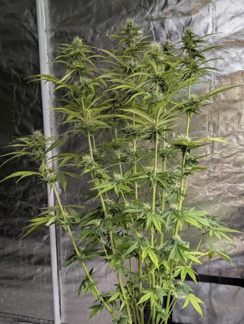 Purple Lemon Tree XLL x4. Week 8 - 3