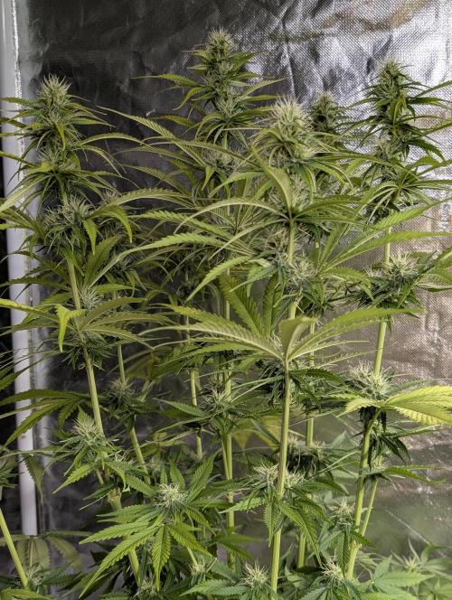 Purple Lemon Tree XLL x4. Week 8