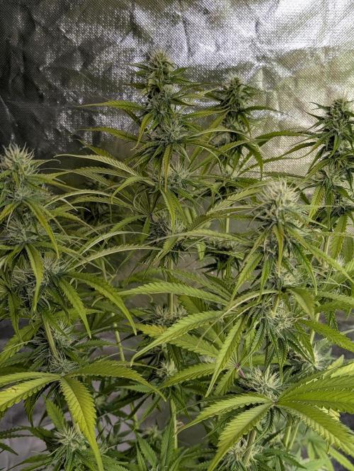 Purple Lemon Tree XLL x4. Week 8
