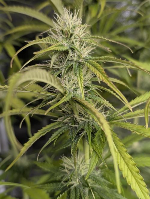 Purple Lemon Tree XLL x4. Week 8