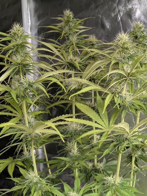 Purple Lemon Tree XLL x4. Week 8