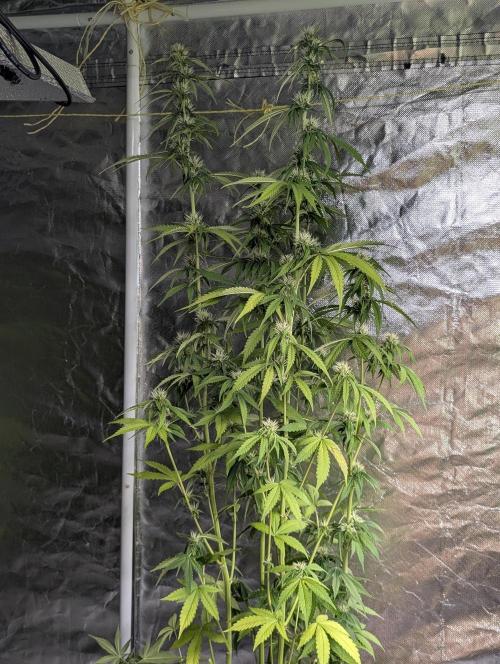 Purple Lemon Tree XLL x4. Week 8 - 4