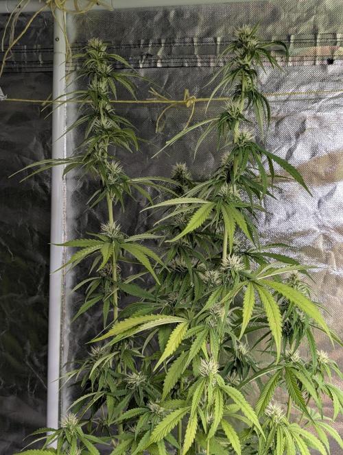 Purple Lemon Tree XLL x4. Week 8