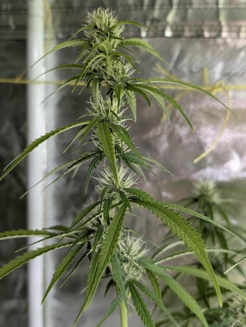 Purple Lemon Tree XLL x4. Week 8