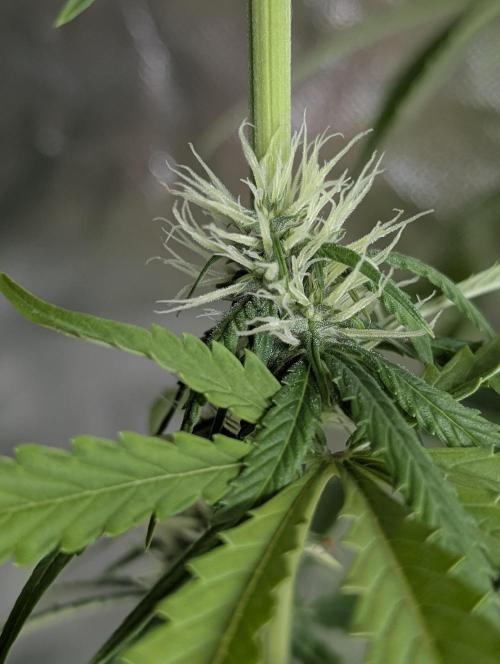 Purple Lemon Tree XLL x4. Week 8