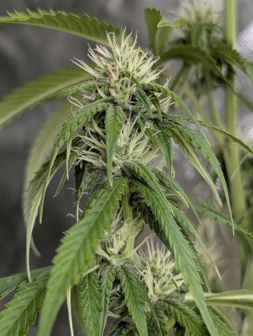 Purple Lemon Tree XL Auto. Week 8