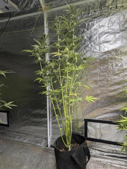 Purple Lemon Tree XLL x4. Week 9 - 1