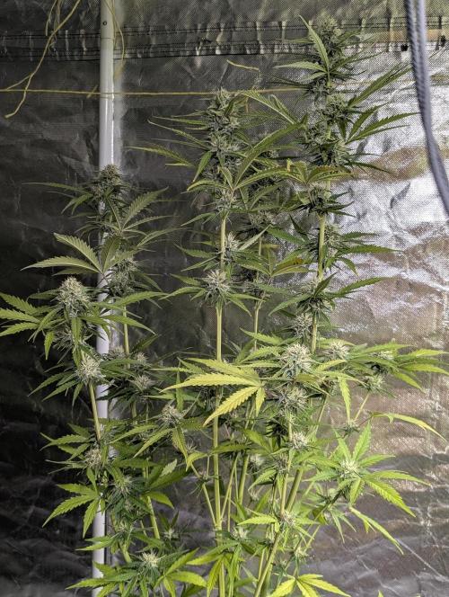 Purple Lemon Tree XLL x4. Week 9