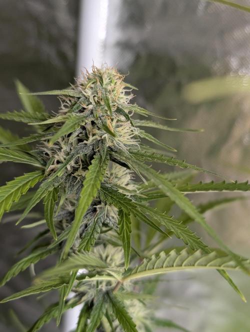Purple Lemon Tree XLL x4. Week 9