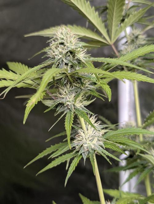Purple Lemon Tree XLL x4. Week 9