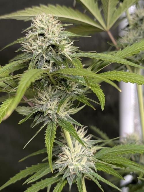 Purple Lemon Tree XLL x4. Week 9